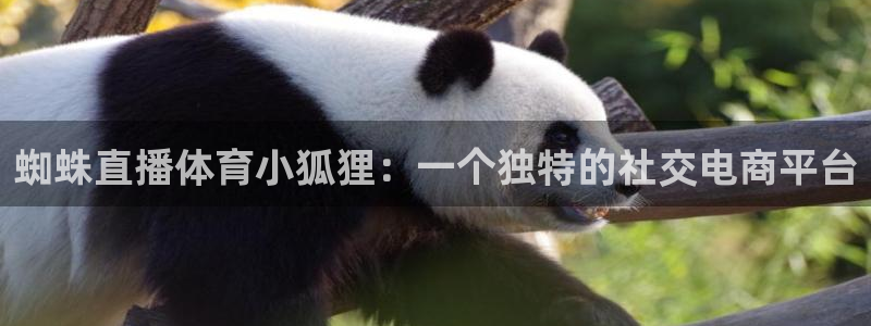 蜘蛛直播体育小狐狸：一个独特的社交电商平台