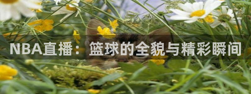NBA直播：篮球的全貌与精彩瞬间