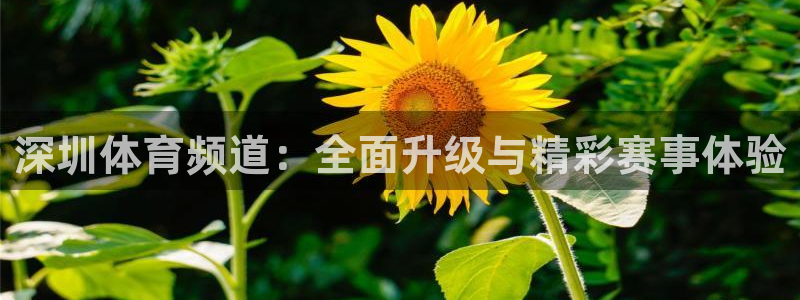 深圳体育频道：全面升级与精彩赛事体验