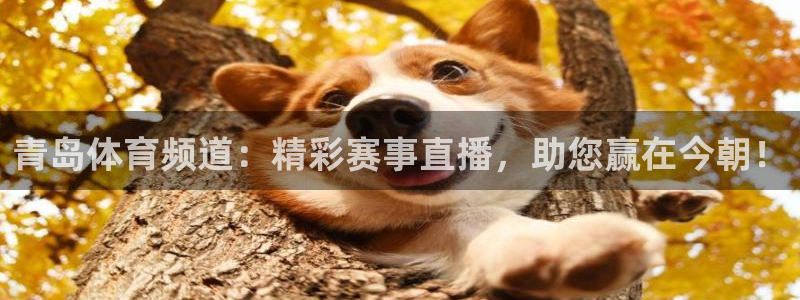 青岛体育频道：精彩赛事直播，助您赢在今朝！