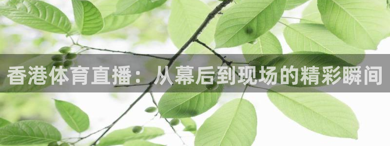 香港体育直播：从幕后到现场的精彩瞬间